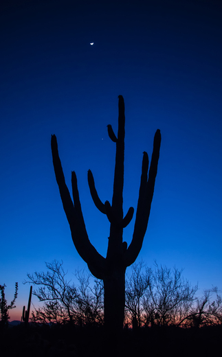 Saguaro National Park