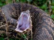 Anahuac National Wildlife Refuge
