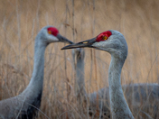 Padre Island National Seashore