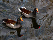 Anahuac National Wildlife Refuge