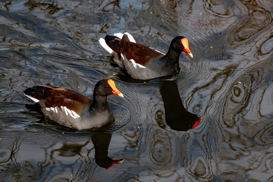 Anahuac National Wildlife Refuge