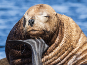 The Steller Thinker!  