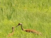 Sherburne National Wildlife Refuge 