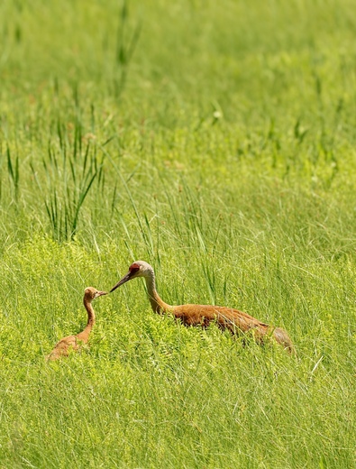 Sherburne National Wildlife Refuge 