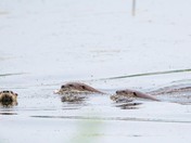 Horicon National Wildlife Refuge