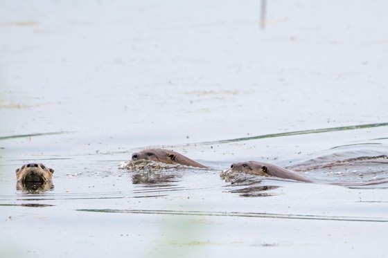 Horicon National Wildlife Refuge