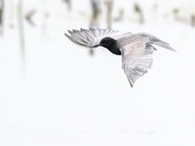 Horicon National Wildlife Refuge