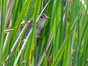 Horicon National Wildlife Refuge