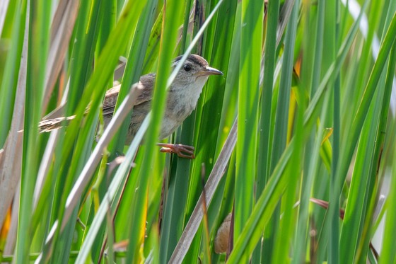 Horicon National Wildlife Refuge