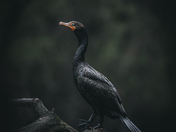 Double-crested Cormorant