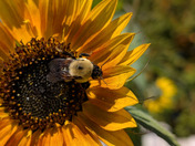 Attracting the Bees 🐝