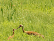 Sherburne National Wildlife Refuge
