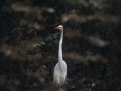 Great Egret