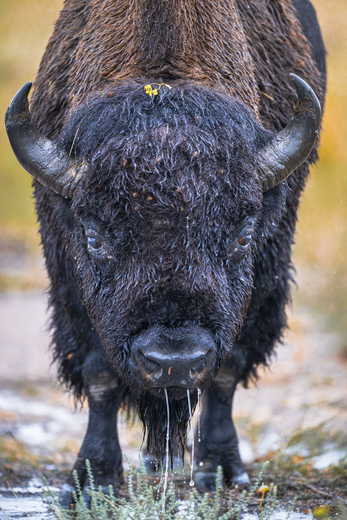 Rocky Mountain Arsenal National Wildlife Refuge