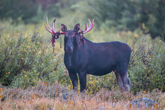 Grand Mesa, Uncompahgre and Gunnison (GMUG) National Forests