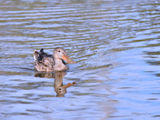 Northern Shoveler Reflections