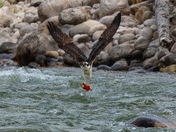 Just clear of the water