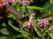 Female rufous hummingbird feeding on showy milkweed flower