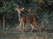 White-tailed deer