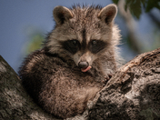 Pocosin Lakes National Wildlife Refuge 