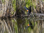 Down fall - Redwing blackbird