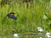 Gracious flight - Redwing blackbird