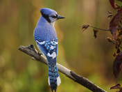Blue Jay in the Fall