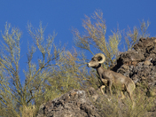Tonto National Forest