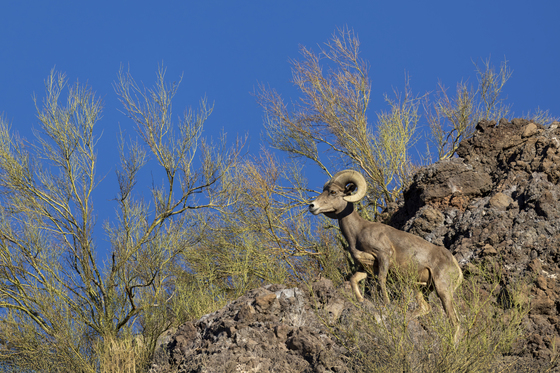 Tonto National Forest