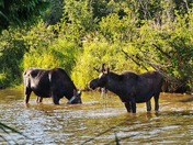 Isle Royale National Park