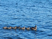 Isle Royale National Park
