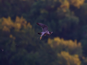 Chesapeake & Ohio Canal