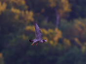 Chesapeake & Ohio Canal