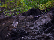 Chesapeake & Ohio Canal National Historical Park