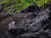 Chesapeake & Ohio Canal National Historical Park