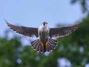 Chesapeake & Ohio Canal National Historical Park