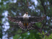 Chesapeake & Ohio Canal National Historical Park