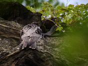 Chesapeake & Ohio Canal National Historical Park