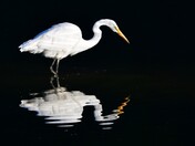 Great White Egret