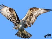 Osprey