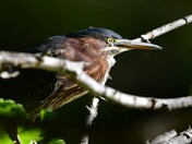 Green Heron