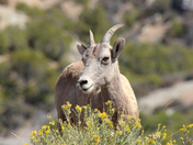 Bighorn Canyon National Recreation Area