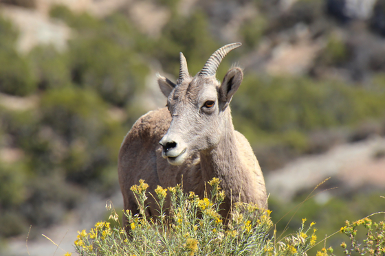 Bighorn Canyon National Recreation Area