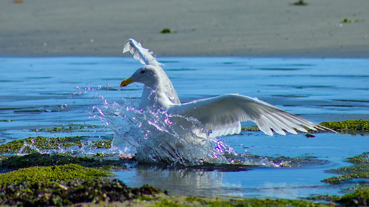 "Seagull"