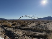 Joshua Tree National Park 