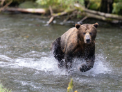 Tongass National Forest