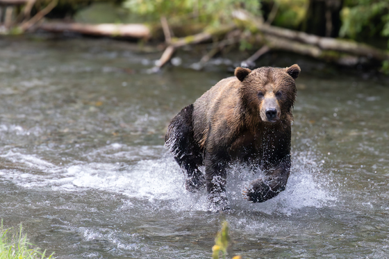 Tongass National Forest