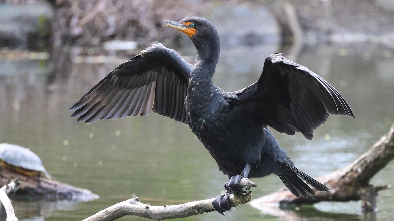 Cormorant Wings Spread