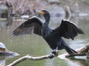 Cormorant Wings Spread