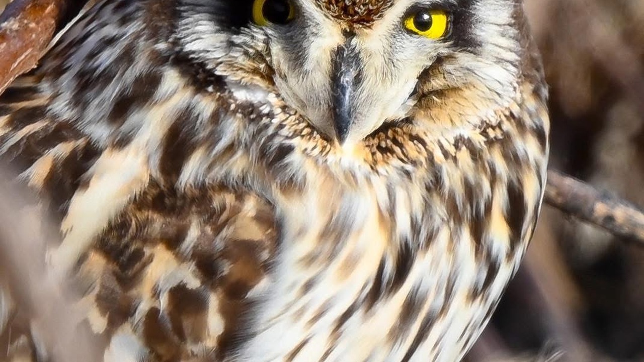Piercing Gaze in the Winter Thicket